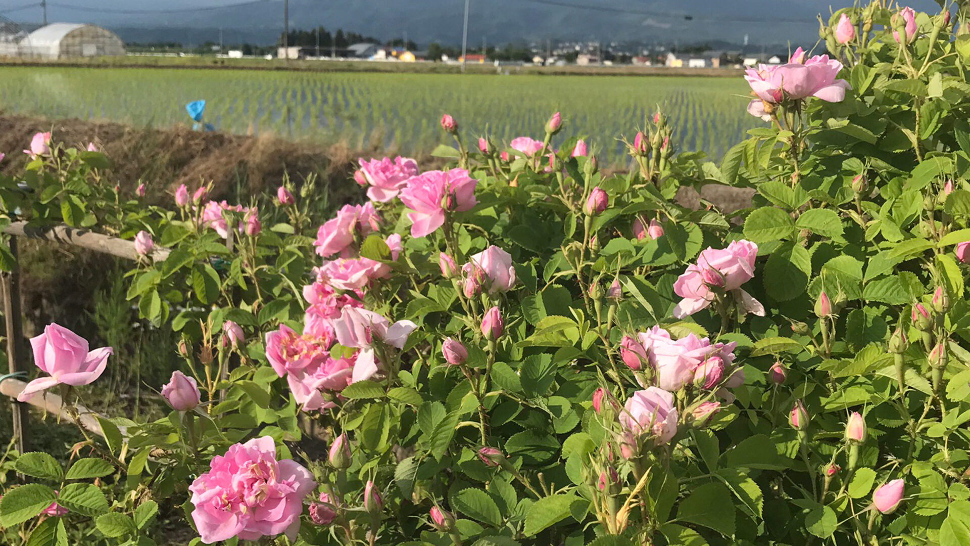 ‘香るバラ’ 会津花畑蒸溜所